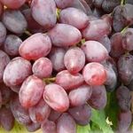 Виноград Аметистовый: описание сорта, фото и отзывы садоводов