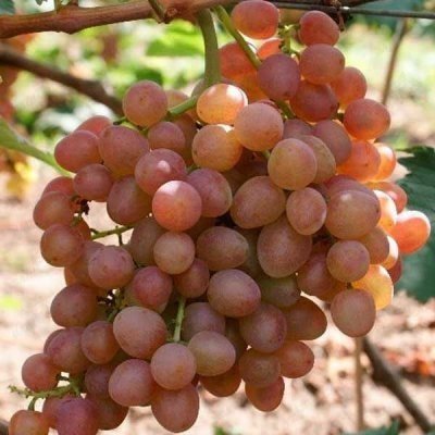 Виноград сорт альбано