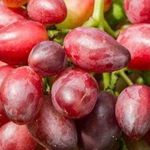 Виноград «красотка»: фото, описание сорта, отзывы