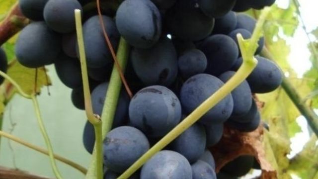 Виноград Кубань: описание сорта, фото, отзывы, посадка и уход