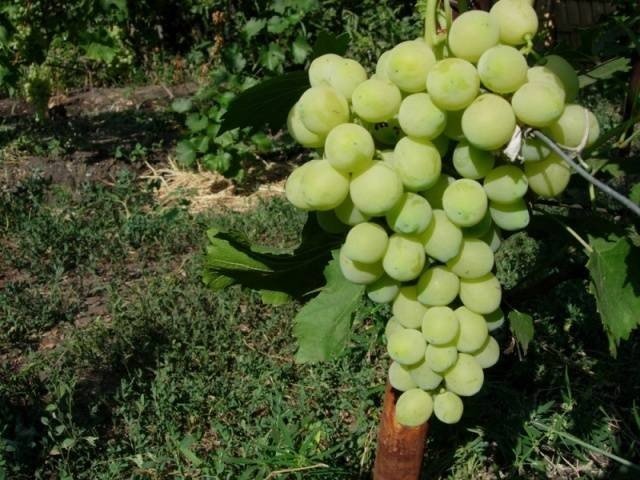 Сорт винограда августин
