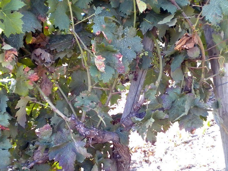 Болезни лозы винограда