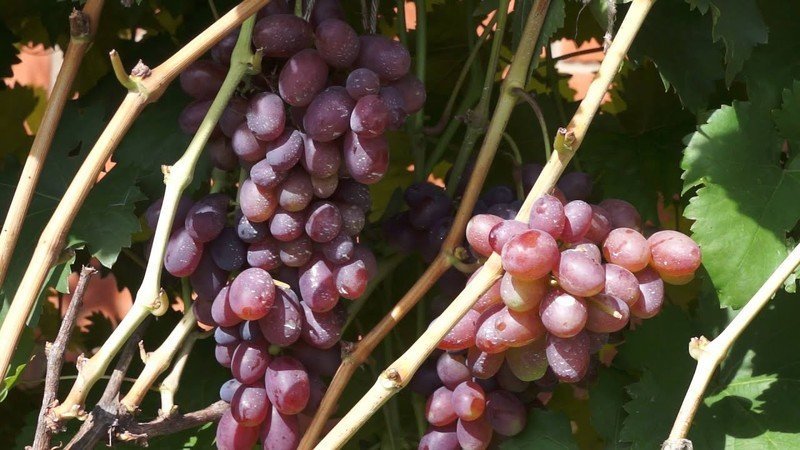 Сорт винограда престиж