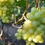 Виноград супага — находка для северных садоводов
