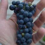 Виноград Вэлиант: описание сорта, особенности посадки и ухода, отзывы