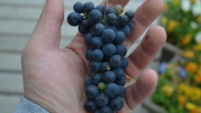Сорт винограда «Вэлиант»: описание, фото, селекция, особенности посадки и ухода