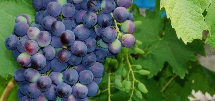 Виноград загадка шарова