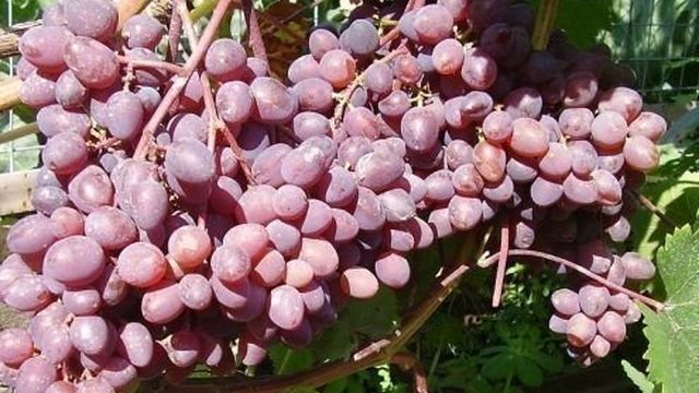 Виноград Кишмиш Запорожский – описание выгодного сорта