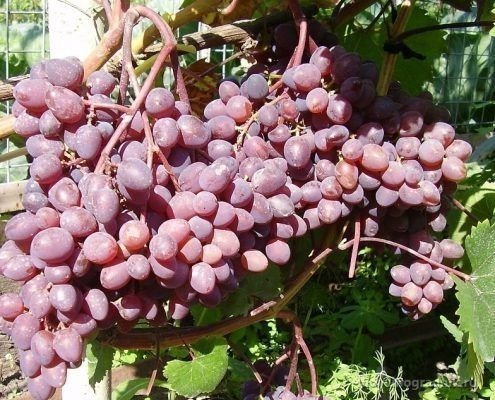 Сорт винограда кишмиш лучистый