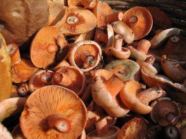 Рыжики пластинчатые грибы