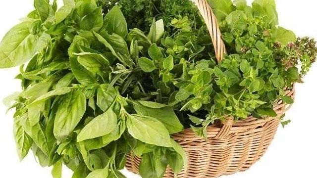 Зелень: укроп, петрушка, салат, базилик, зелёный лук как хранить