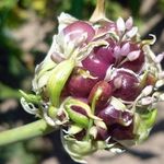 Как выращивать чеснок из бульбочек