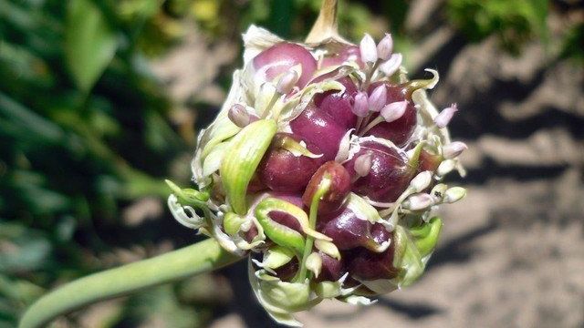 Как выращивать чеснок из бульбочек