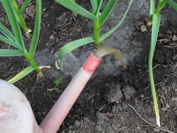 Выращивание чеснока